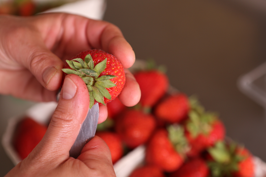 Erdbeeren saison