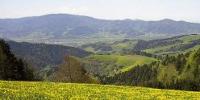 Schrzwald Bild
